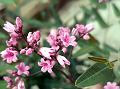 Sword-Leaf Dogbane